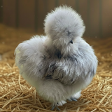 Silkie Pullets (Single Female)
