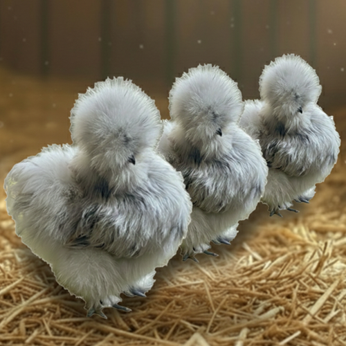 Silkie Breeder Trios
