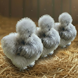Silkie Breeder Trios