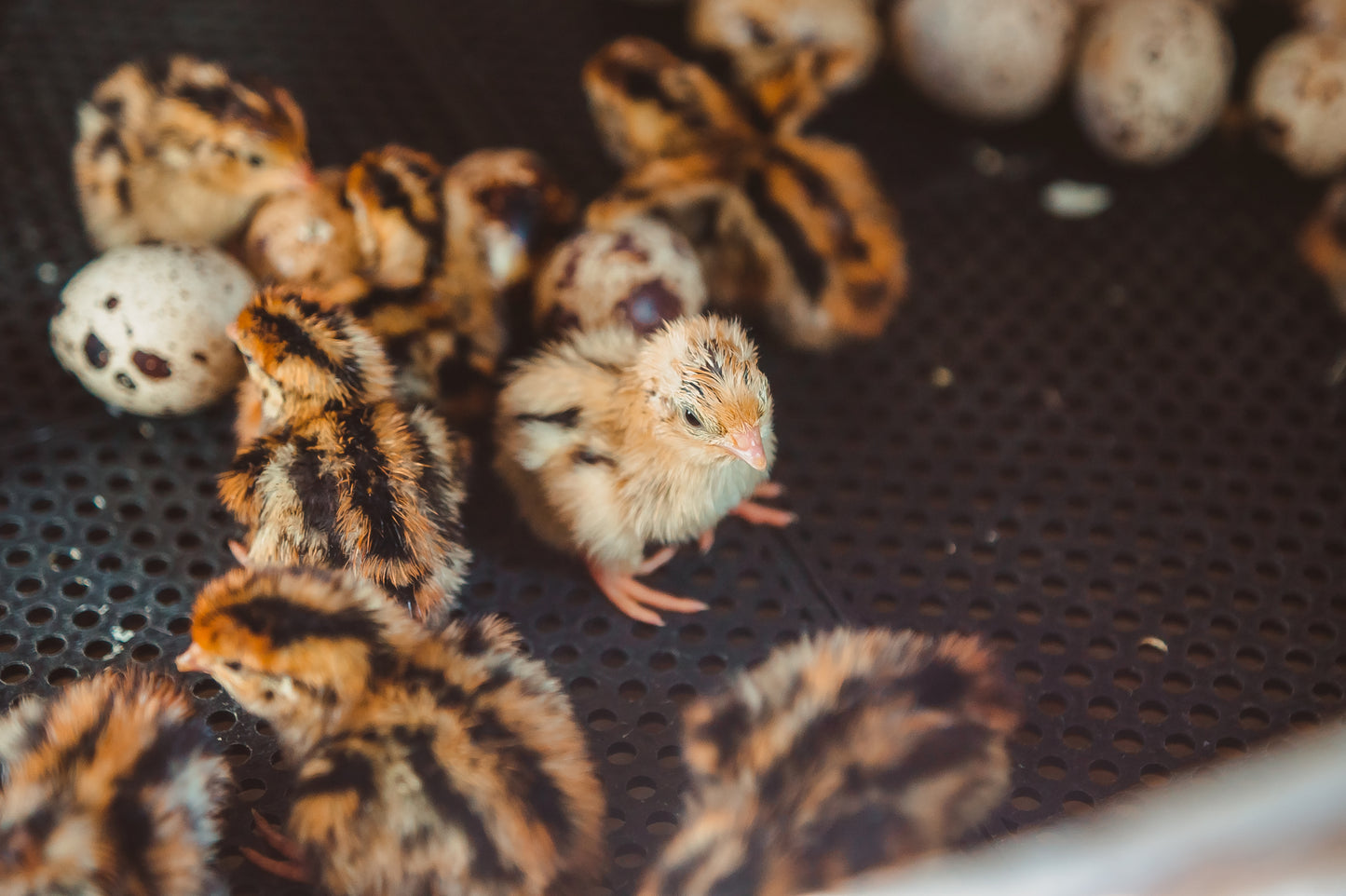 Jumbo Brown Coturnix Day-Old Chicks