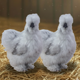 Silkie Breeder Pairs