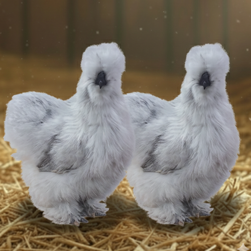 Silkie Breeder Pairs